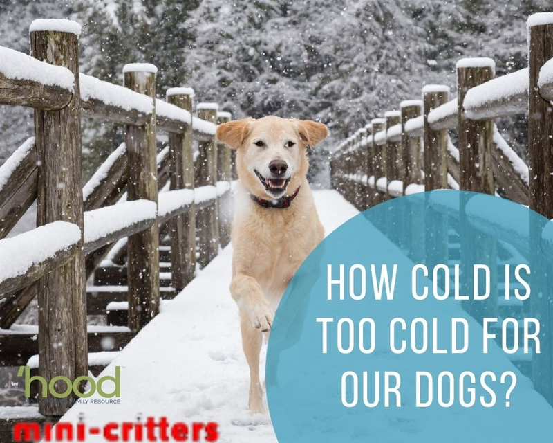 How Cold is Too Cold for Our Dogs?