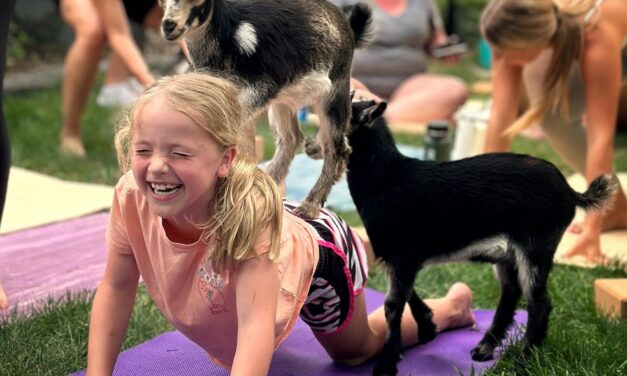 Goat Yoga