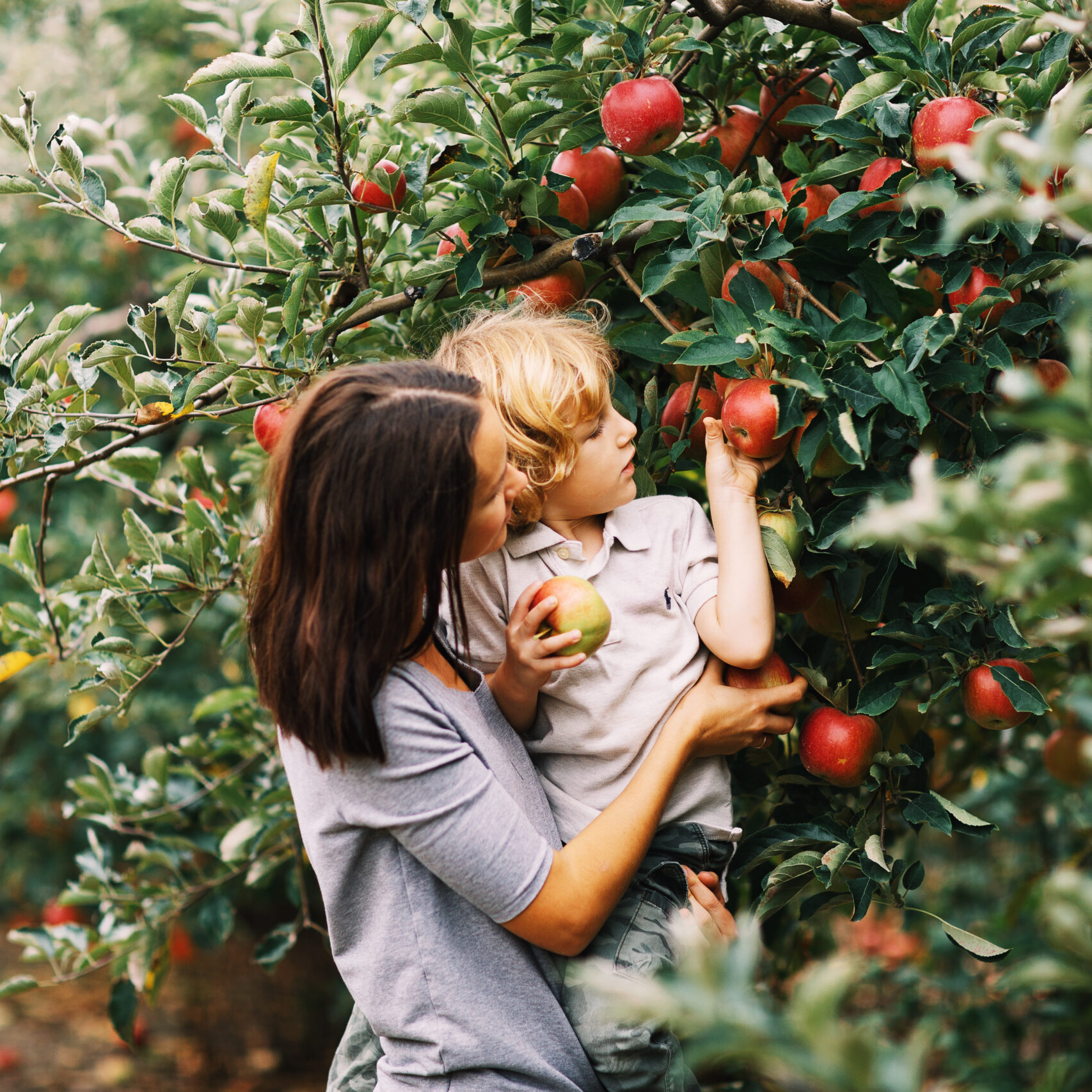 Picking Apples<br />
