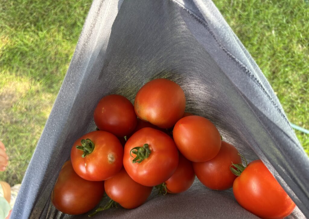 Tomatotes in a shirt