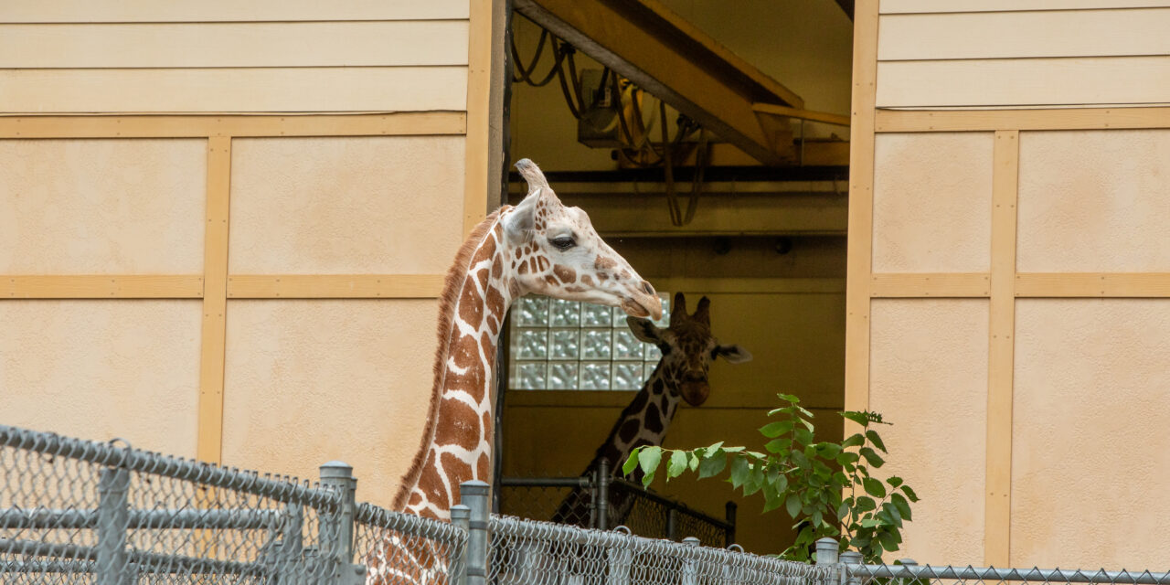 Zoo Welcomes New Giraffe & Meerkats