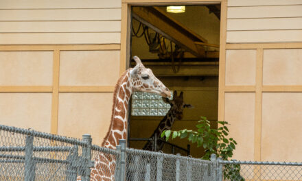 Zoo Welcomes New Giraffe & Meerkats