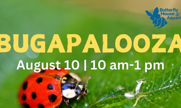 Bugapalooza