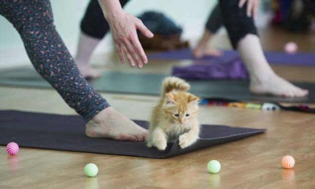 Kitten Yoga