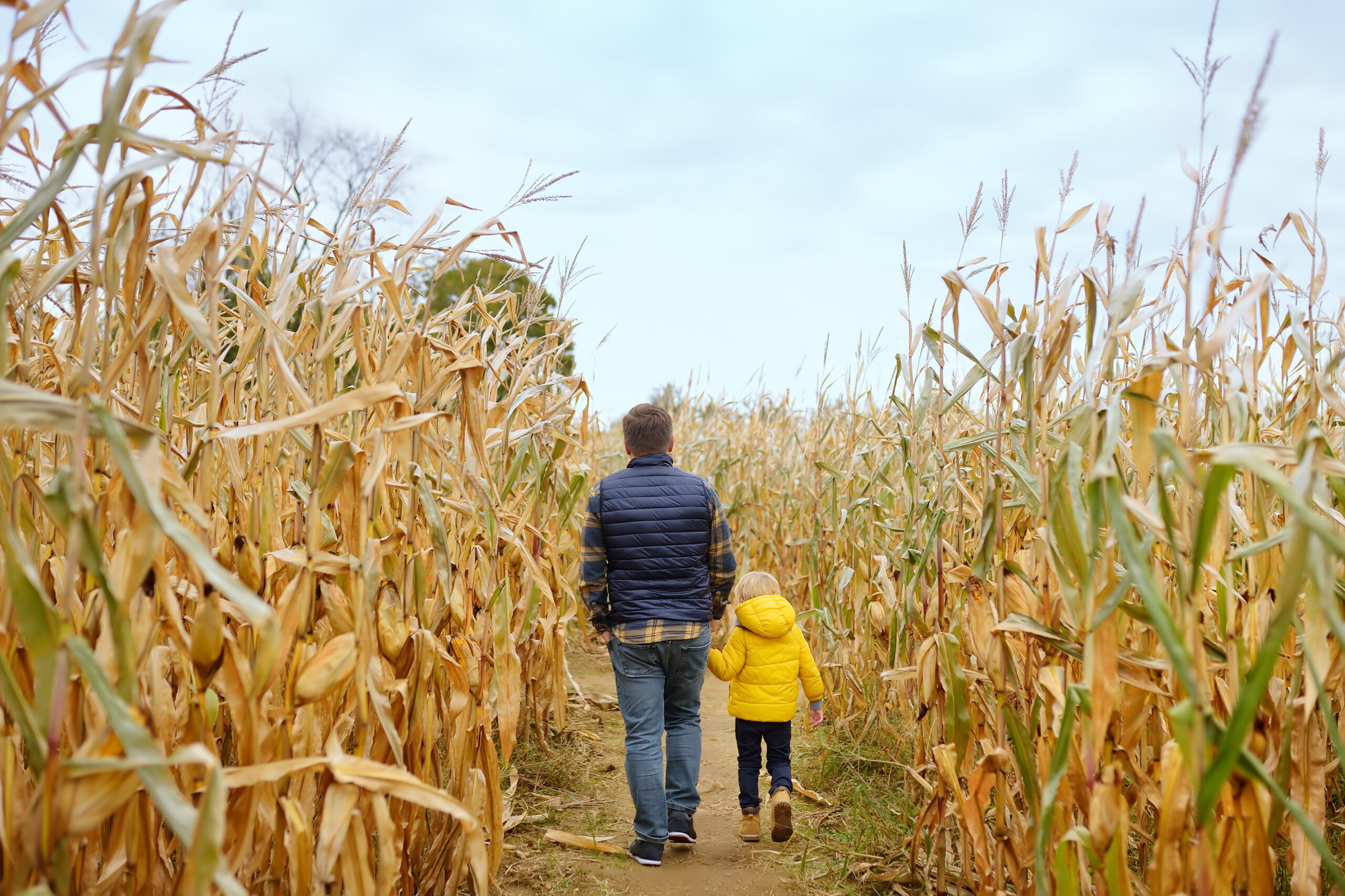 Father and son walking in corn maze