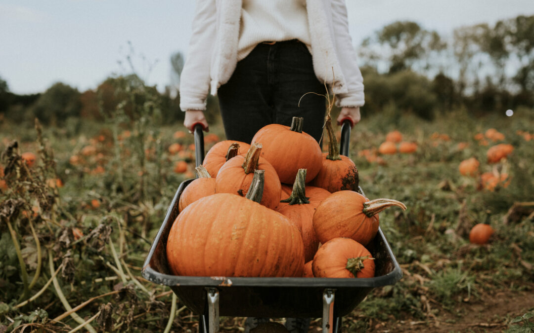 Pumpkin Patches: Sioux Falls Area Guide