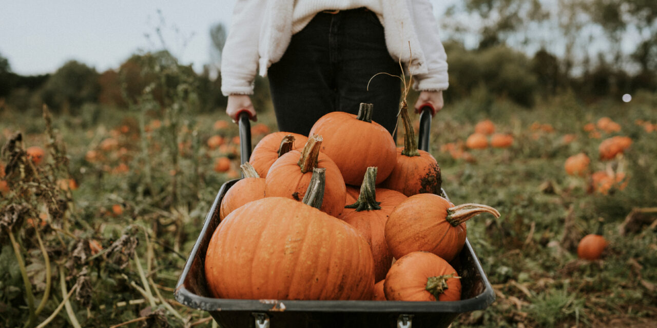 Pumpkin Patches: Sioux Falls Area Guide