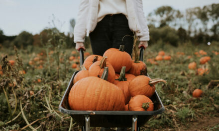 Pumpkin Patches: Sioux Falls Area Guide