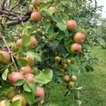 Fall Festival at Country Apple Orchard