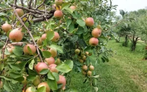 Fall Festival at Country Apple Orchard