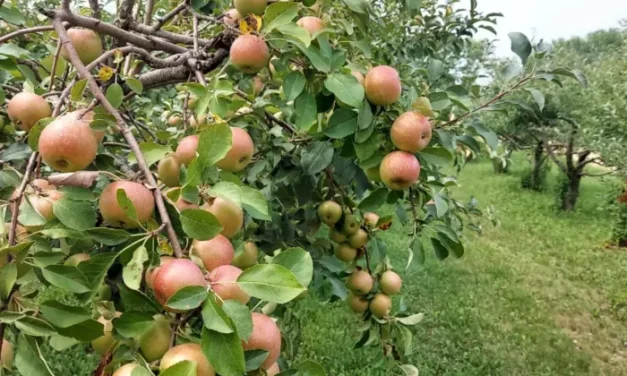 Fall Festival at Country Apple Orchard