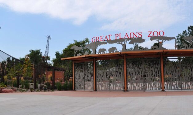 Zoo Announces Birth of Pallas’ Cat