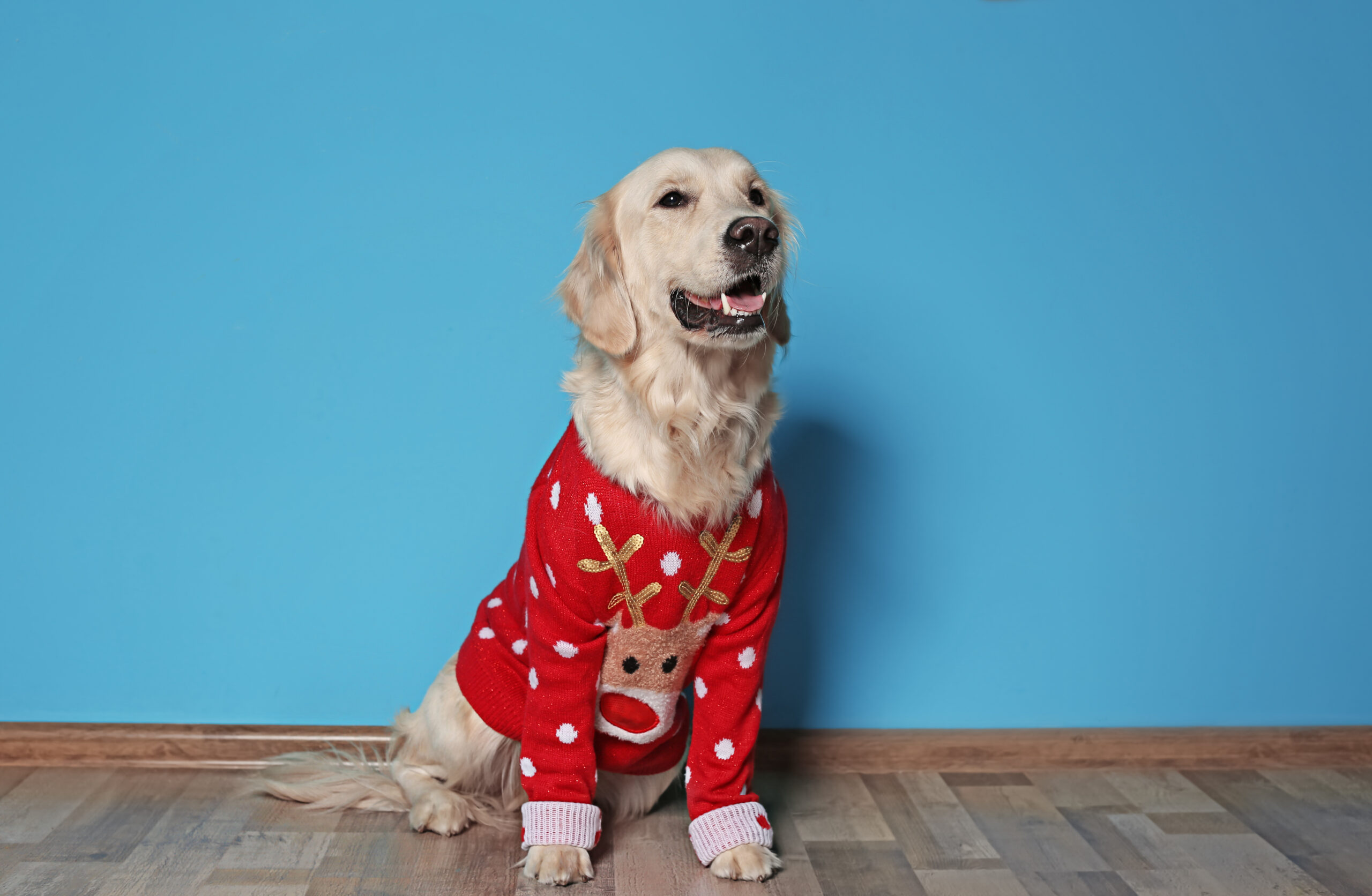 Dog in a Christmas Sweater