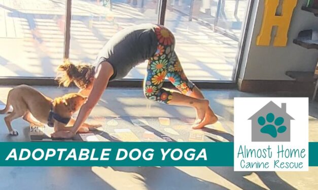 Adoptable Dog Yoga w/Almost Home Canine Rescue