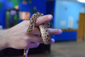 Scoops and Snakes