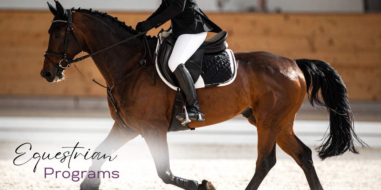 equestrian equestrian
