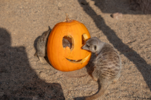 Adult night - boo at the zoo