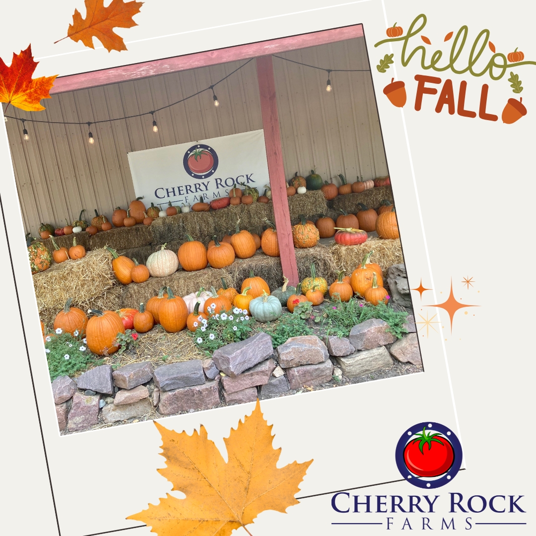 cherry rock