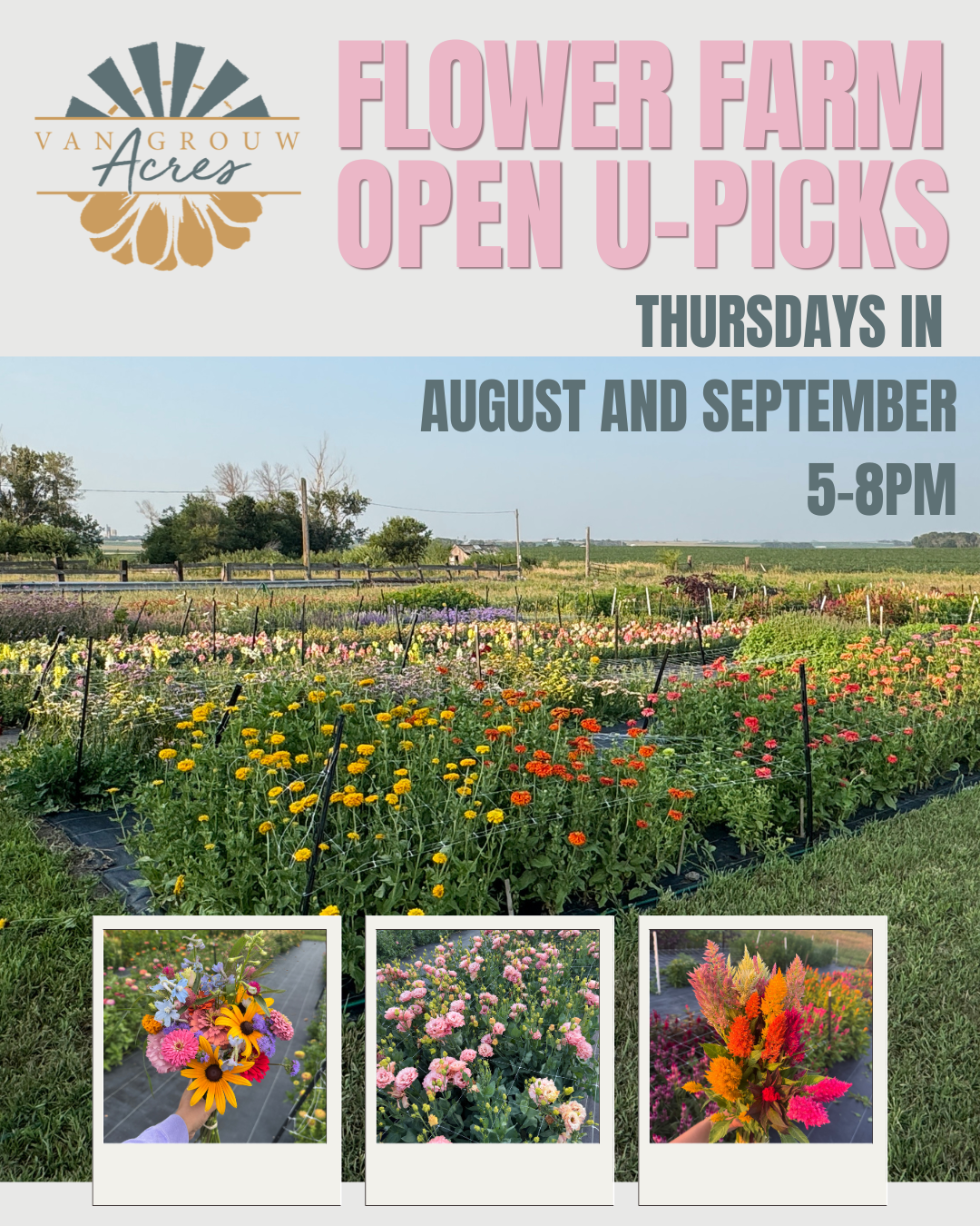 Open U-Pick at Van Grouw Acres